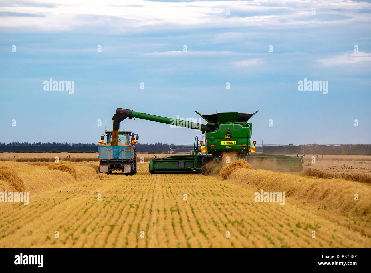 Eine große John Deere Mähdrescher entlastet seine Korn in ein Fach mit einem Traktor in Canterbury, Neuseeland abgeschleppt Stockfoto