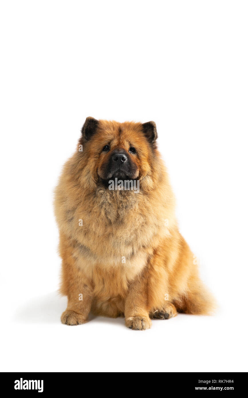 Portrait von niedlichen Chow Chow Dog auf dem Boden sitzend auf weißem Hintergrund Stockfoto