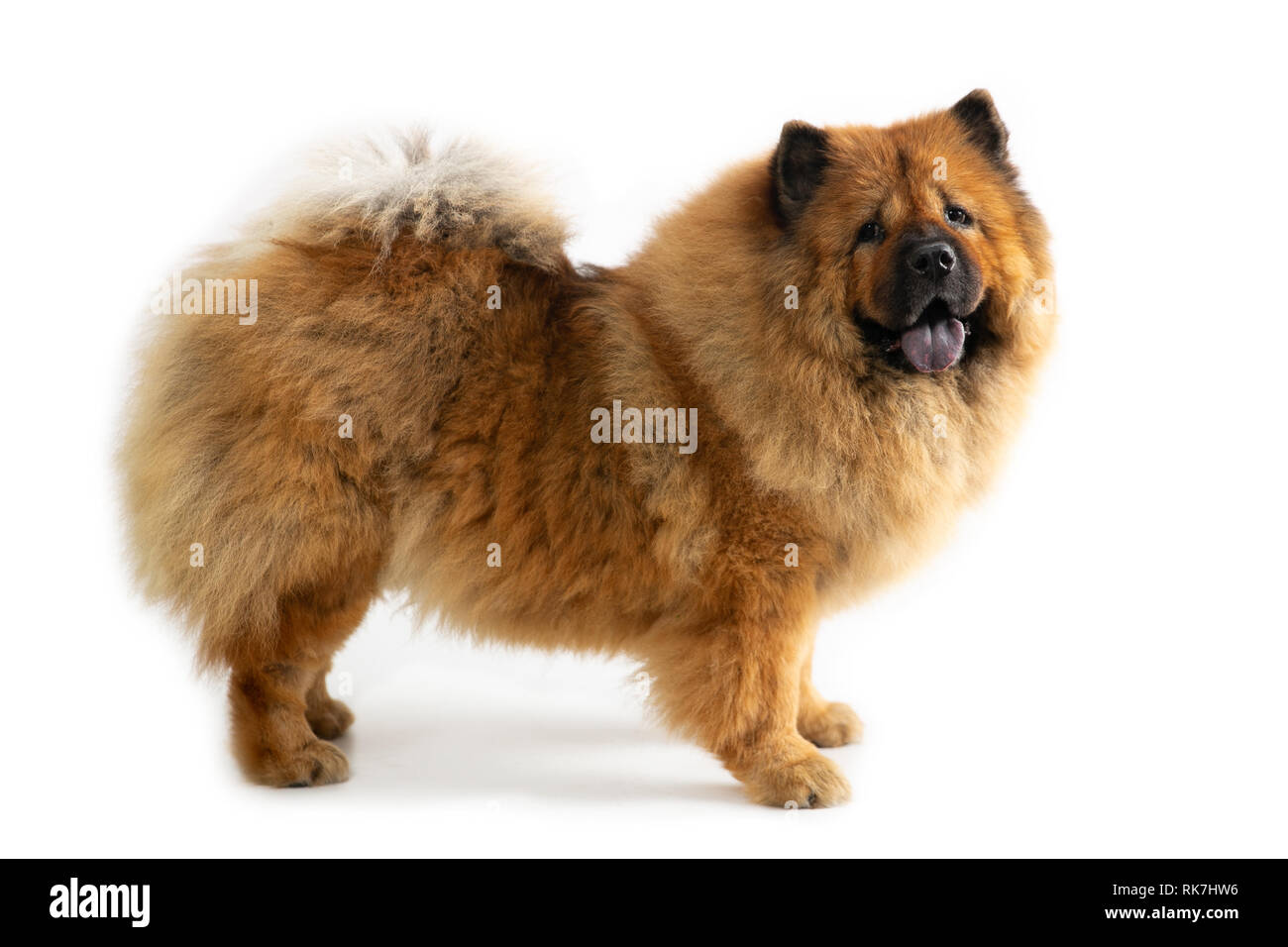 Portrait von niedlichen Chow Chow Dog mit Zunge heraus isoliert auf weißem Hintergrund Stockfoto