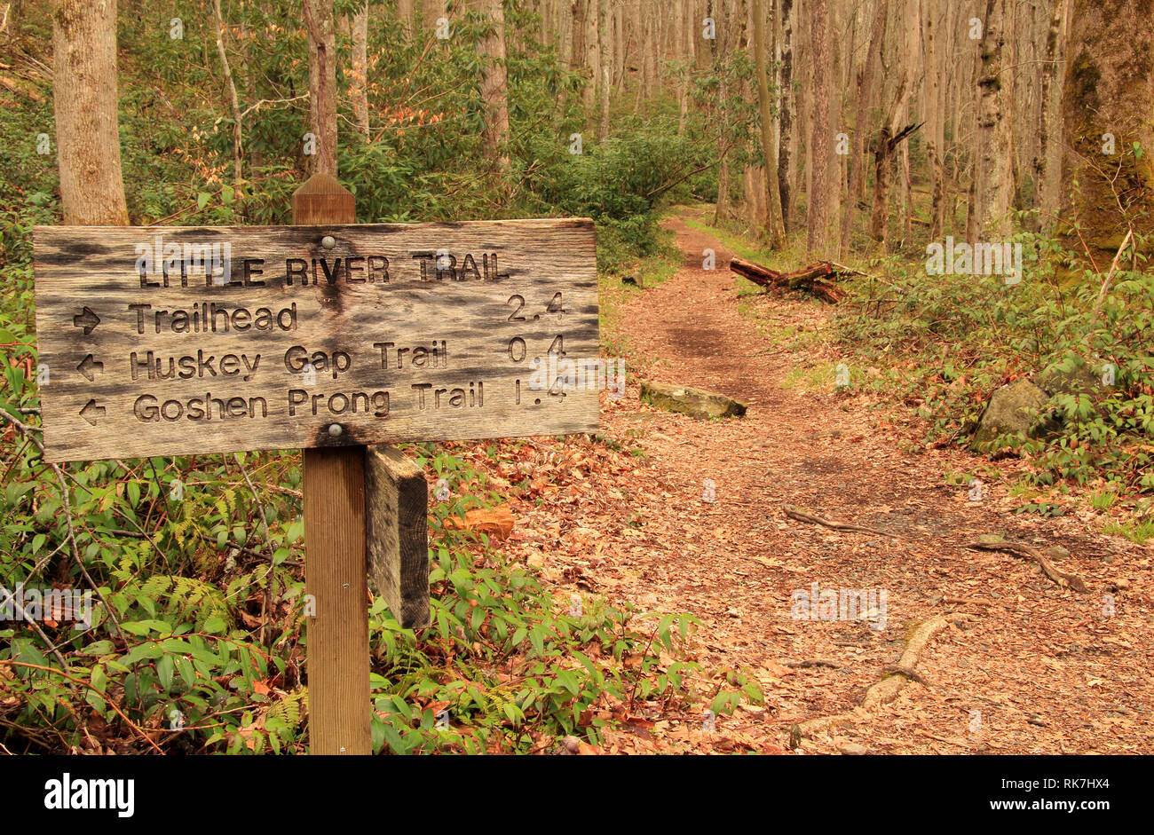 Die malerische Gurke Lücke Trail ist ein Moderat bis anstrengend Wanderweg in der elkmont Abschnitt der Great Smokey Mountains National Park, Tennessee Stockfoto