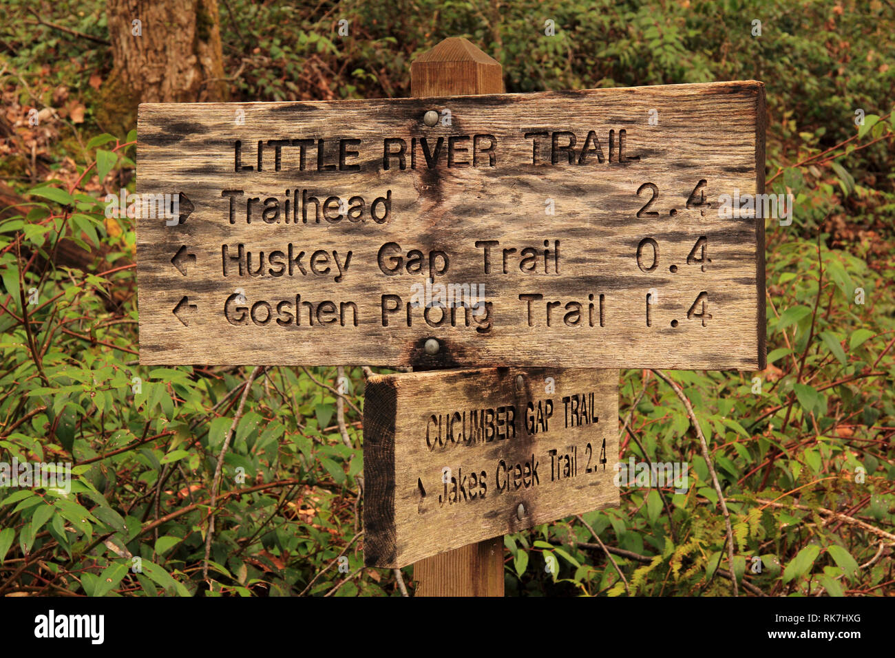Die malerische Gurke Lücke Trail ist ein Moderat bis anstrengend Wanderweg in der elkmont Abschnitt der Great Smokey Mountains National Park, Tennessee Stockfoto