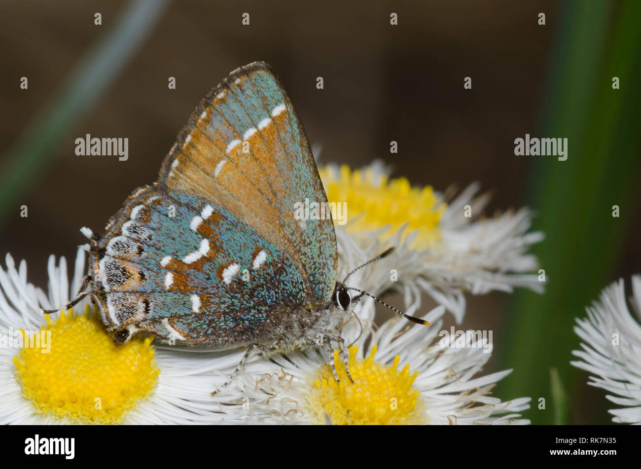 Juniper Hairstreak, Callophrys gryneus, nectaring von berufskraut, Erigeron sp. Stockfoto