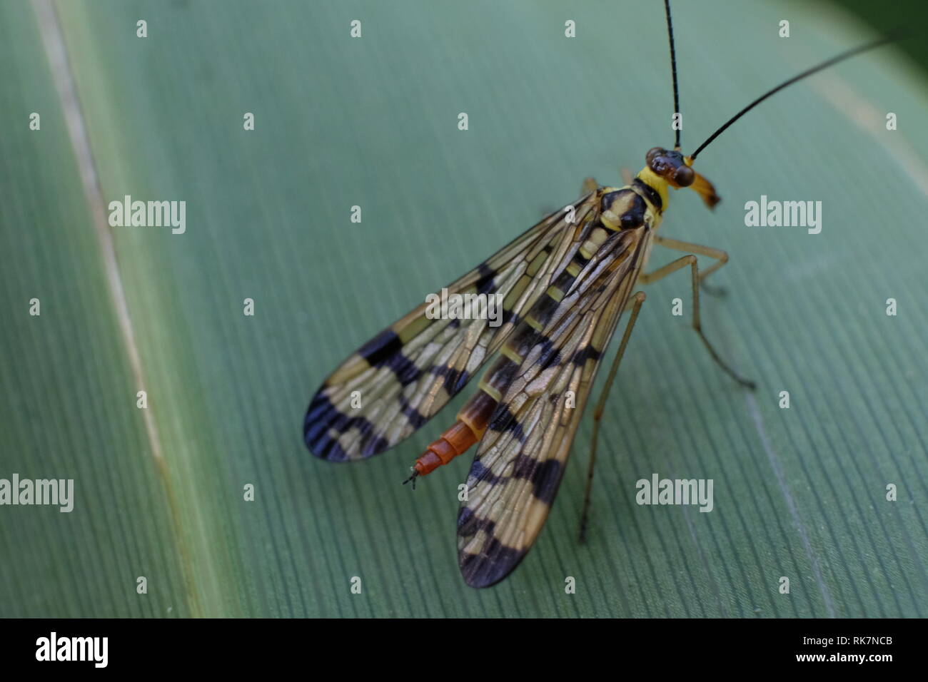 Scorpion fliegen auf ein Rohr Blatt Stockfoto