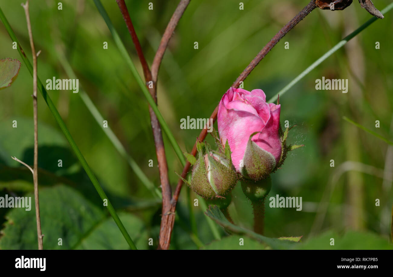 Close-up Hell pink flower Bud der Garten Rose auf grünem Hintergrund in hellem Sonnenlicht. Stockfoto