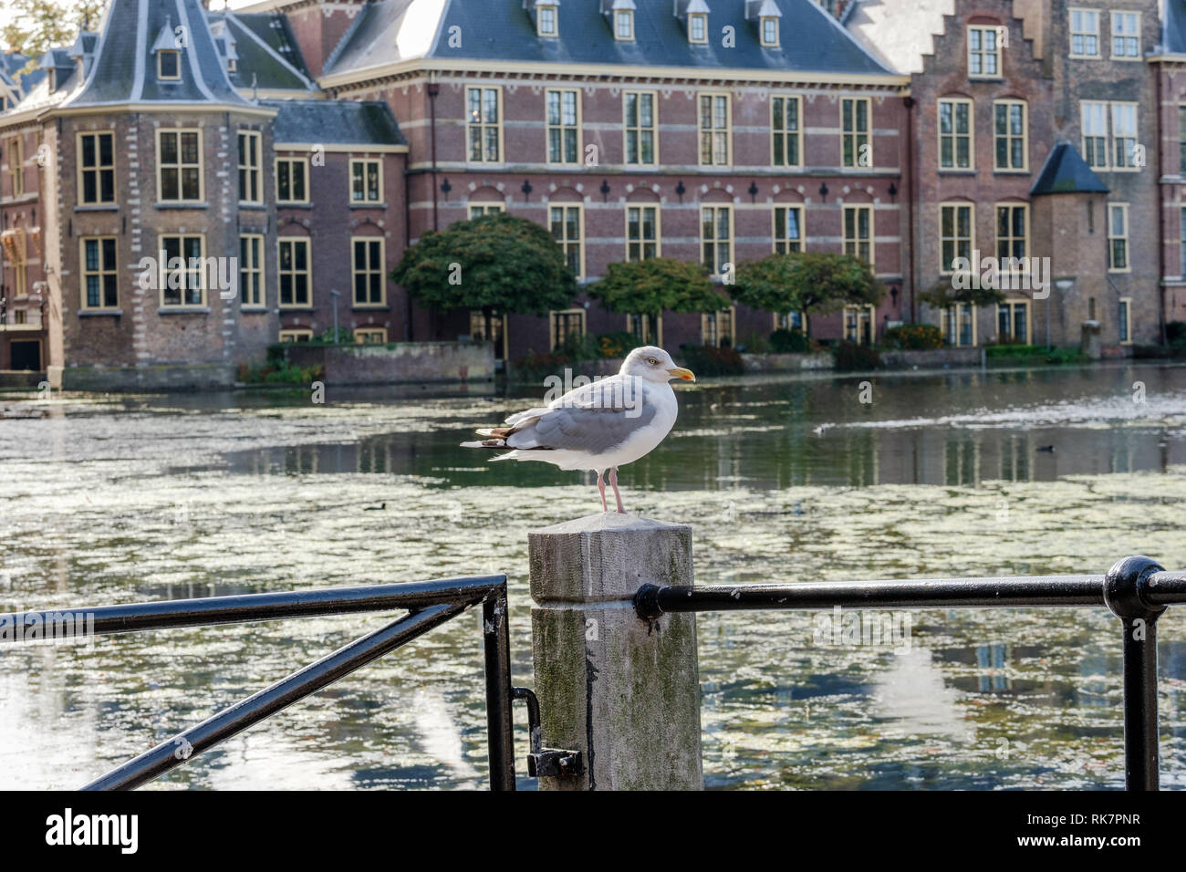 Die hofvijver (Teich) vor den Gebäuden des niederländischen Parlaments, Den Haag, Niederlande Stockfoto
