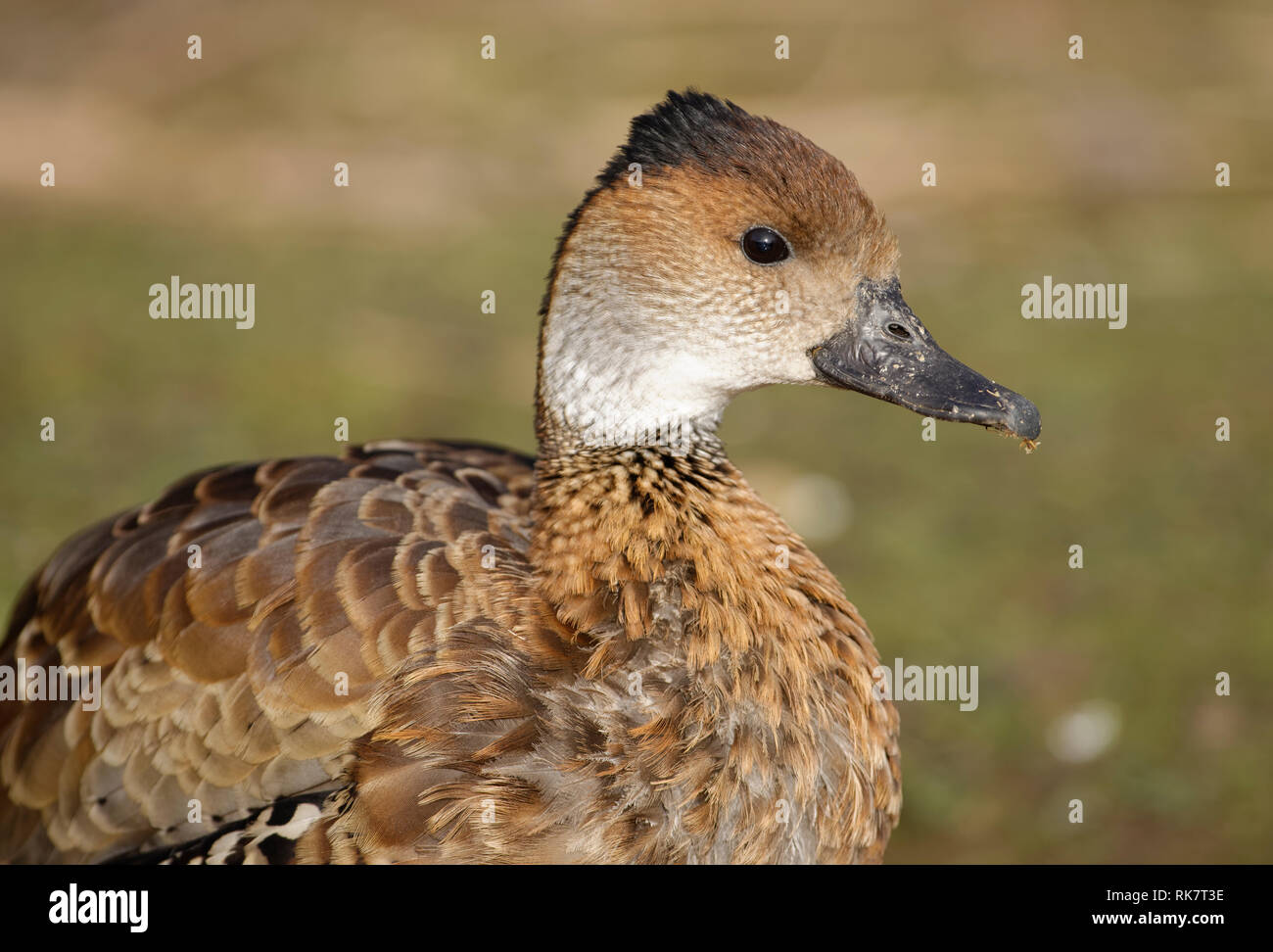 West Indian Pfeifen - Ente - Dendrocygna arborea Kopf Nahaufnahme Stockfoto