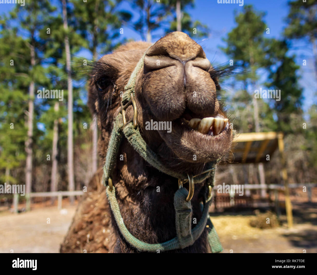 Ein dromedar Kamera posiert für die Kamera bei einem exotischen Wildlife Rescue Zoo. Stockfoto