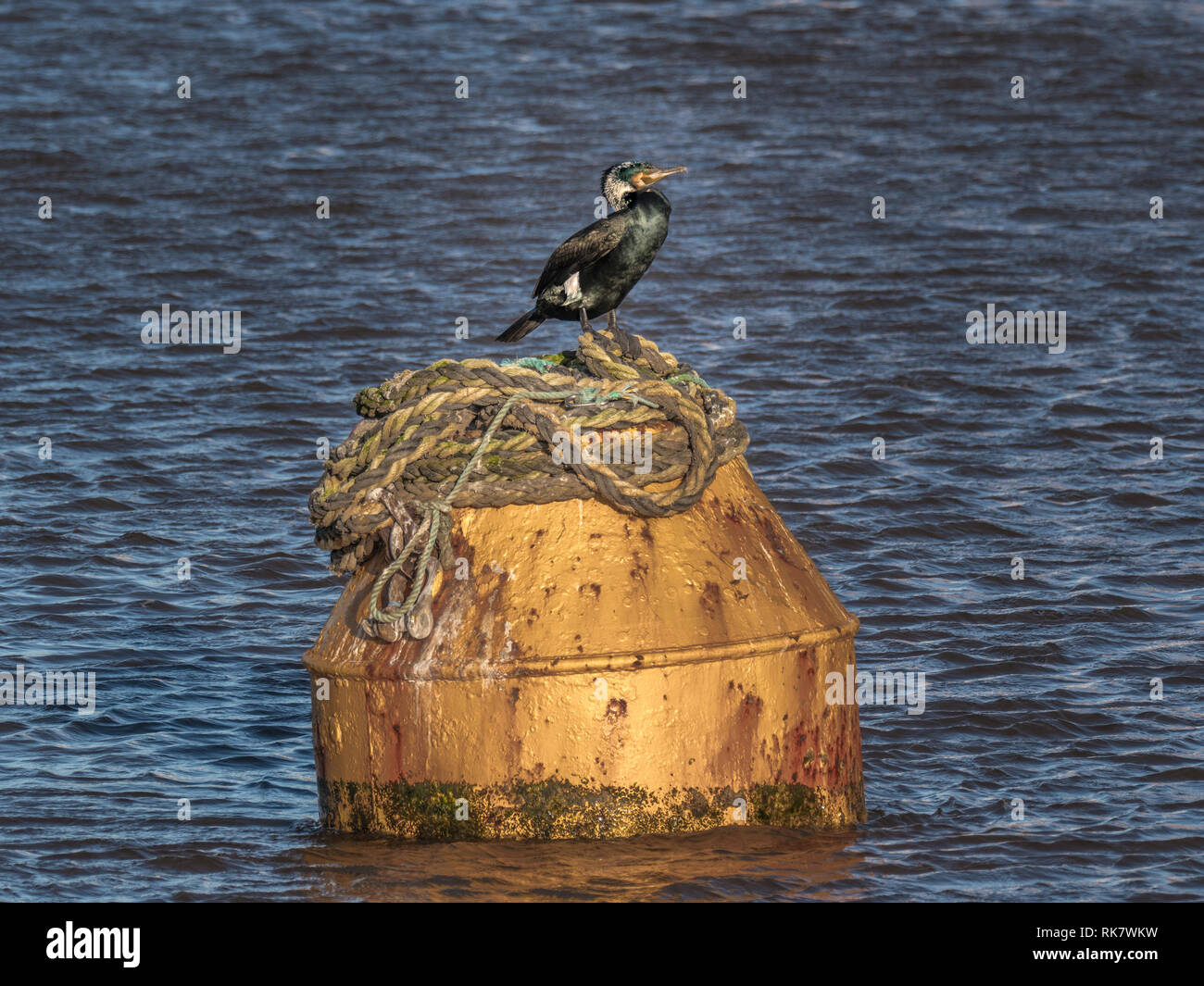 Kormoran seabird thront oben auf schwimmende Boje im Meer Stockfoto
