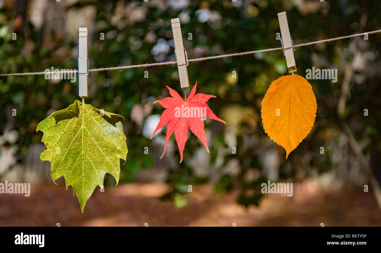 Drei Blätter hängen an einer Wäscheleine außerhalb. Stockfoto