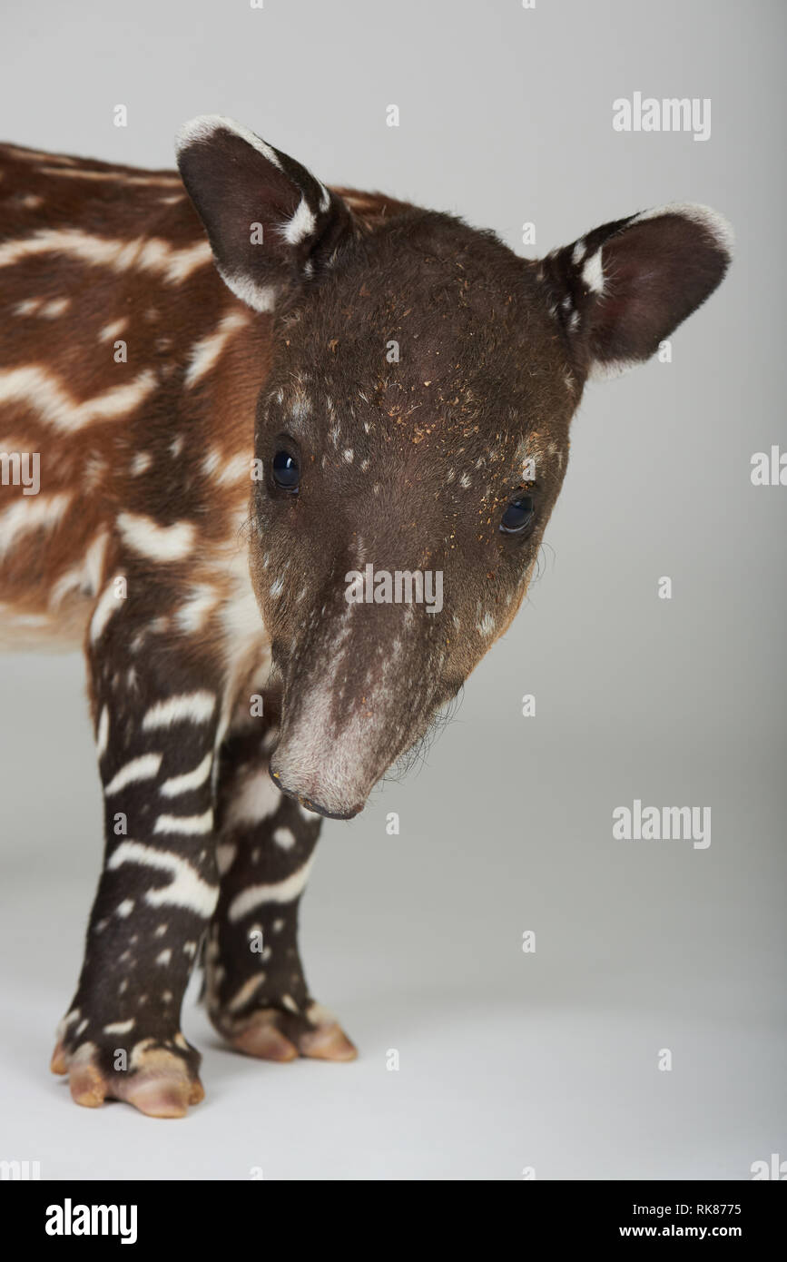 Baby tapir Portrait in der Kamera auf weißem Hintergrund suchen Stockfoto