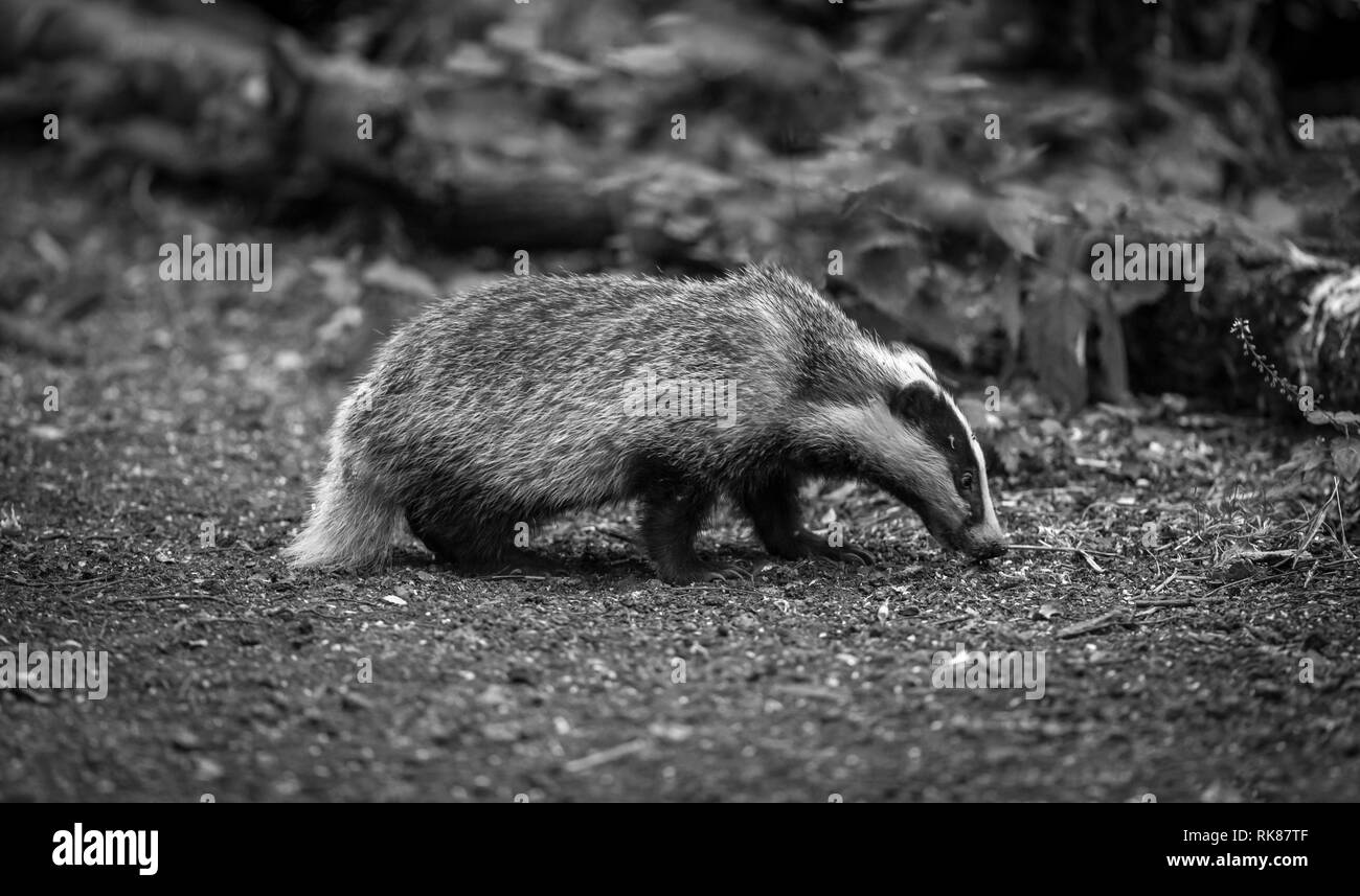 Badger Cub in Schwarz und Weiß. Wissenschaftlicher Name: Meles meles. Im natürlichen Lebensraum Wald suchen nach Nahrung. Badger cub ist 5 Monate alt. Landschaft Stockfoto