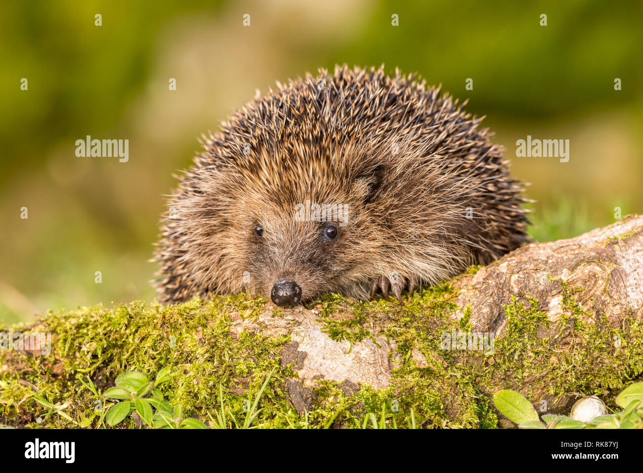 Igel, wild, native, Europäische Igel im natürlichen Lebensraum Wald mit Grün, Moos bedeckt. Wissenschaftlicher Name: Erinaceus Europaeus Stockfoto