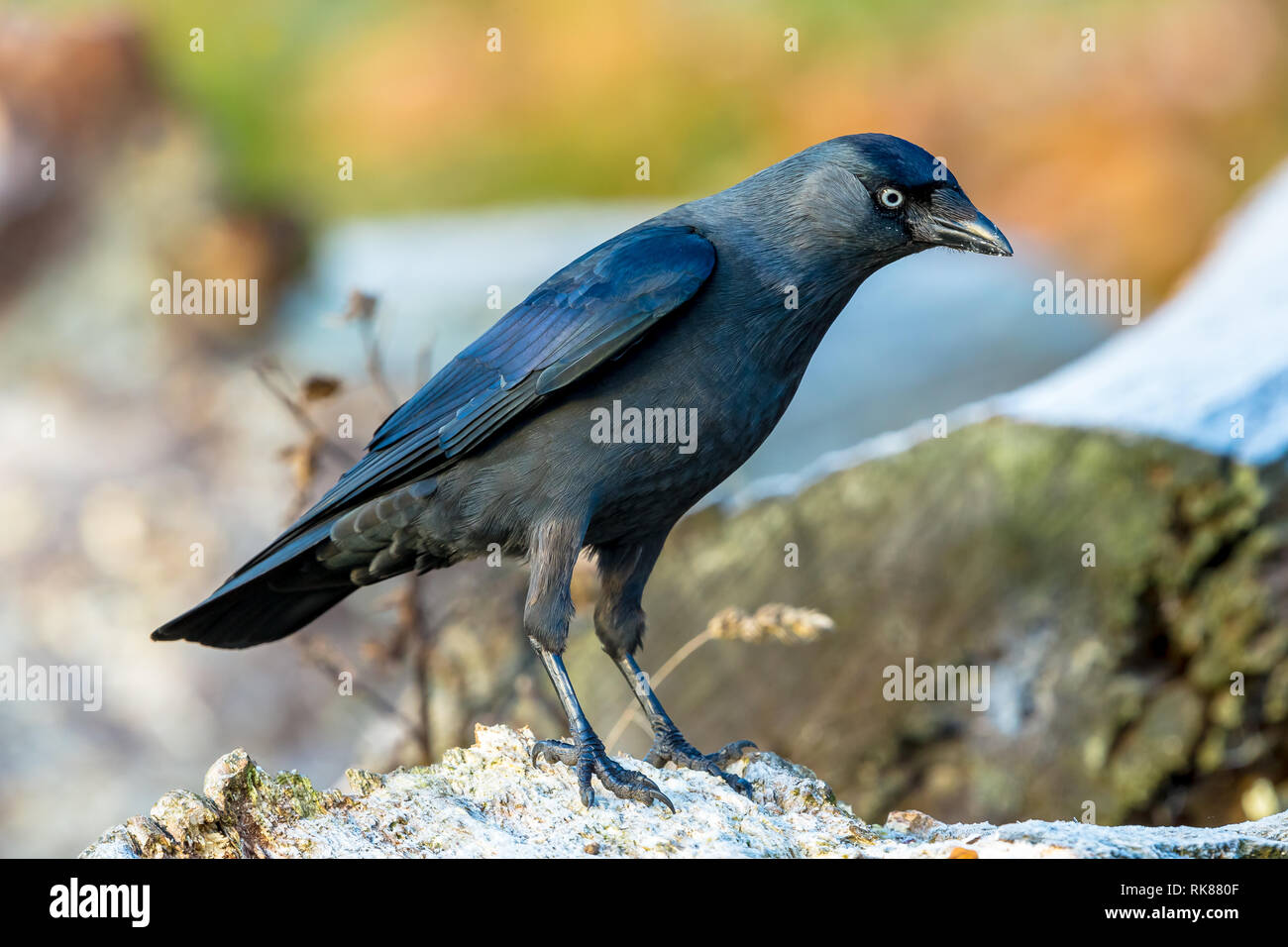 Dohle (Corvus monedula) mit schönen blauen Gefieder und grauen Nacken, an einem frostigen Morgen im natürlichen Lebensraum Wald. Nach rechts. Landschaft. Stockfoto