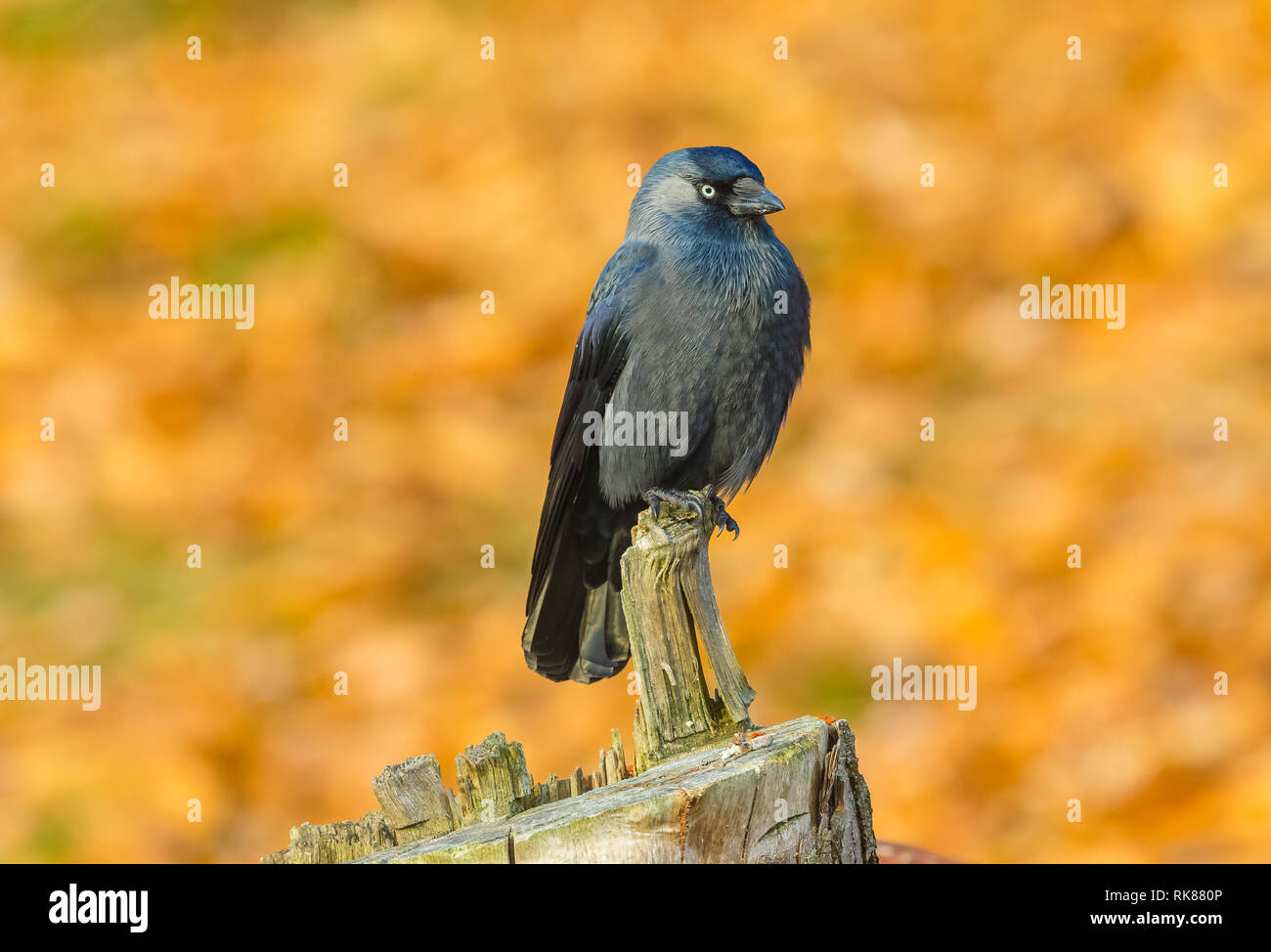 Dohle (Corvus monedula) mit schönen blauen Gefieder und grauen Nacken, an einem frostigen Morgen im natürlichen Lebensraum Wald. Nach rechts. Landschaft. Stockfoto