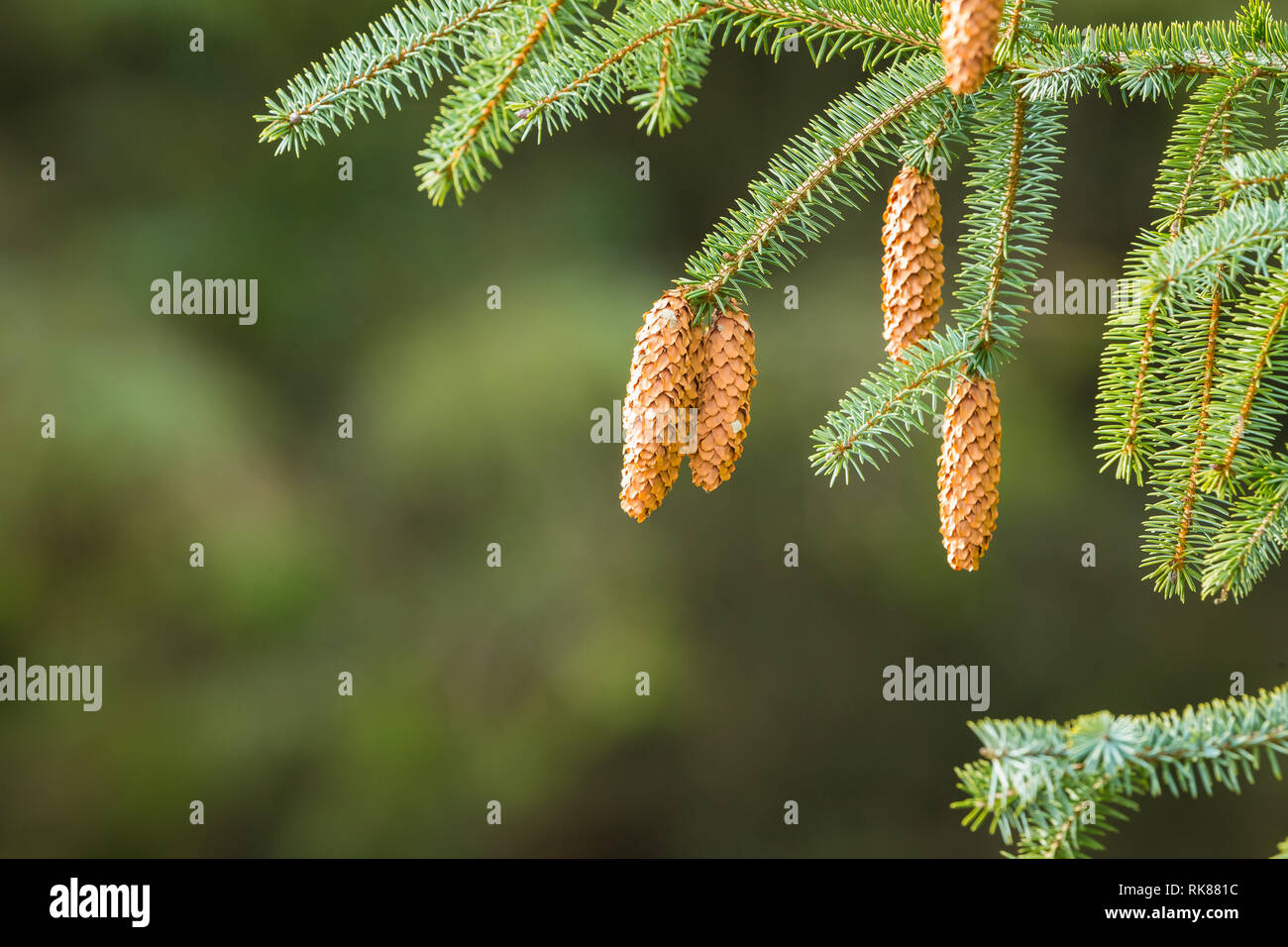 Tannenzapfen hängen von der immergrünen Zweigen einer Spruce Tree mit Grünen Tannennadeln. Unscharfer Hintergrund. Platz für Kopieren. Landschaft Stockfoto