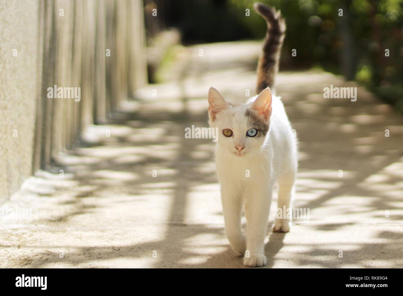 Weiße Katze mit Heterochromia walking im Hinterhof an einem sonnigen Tag Stockfoto