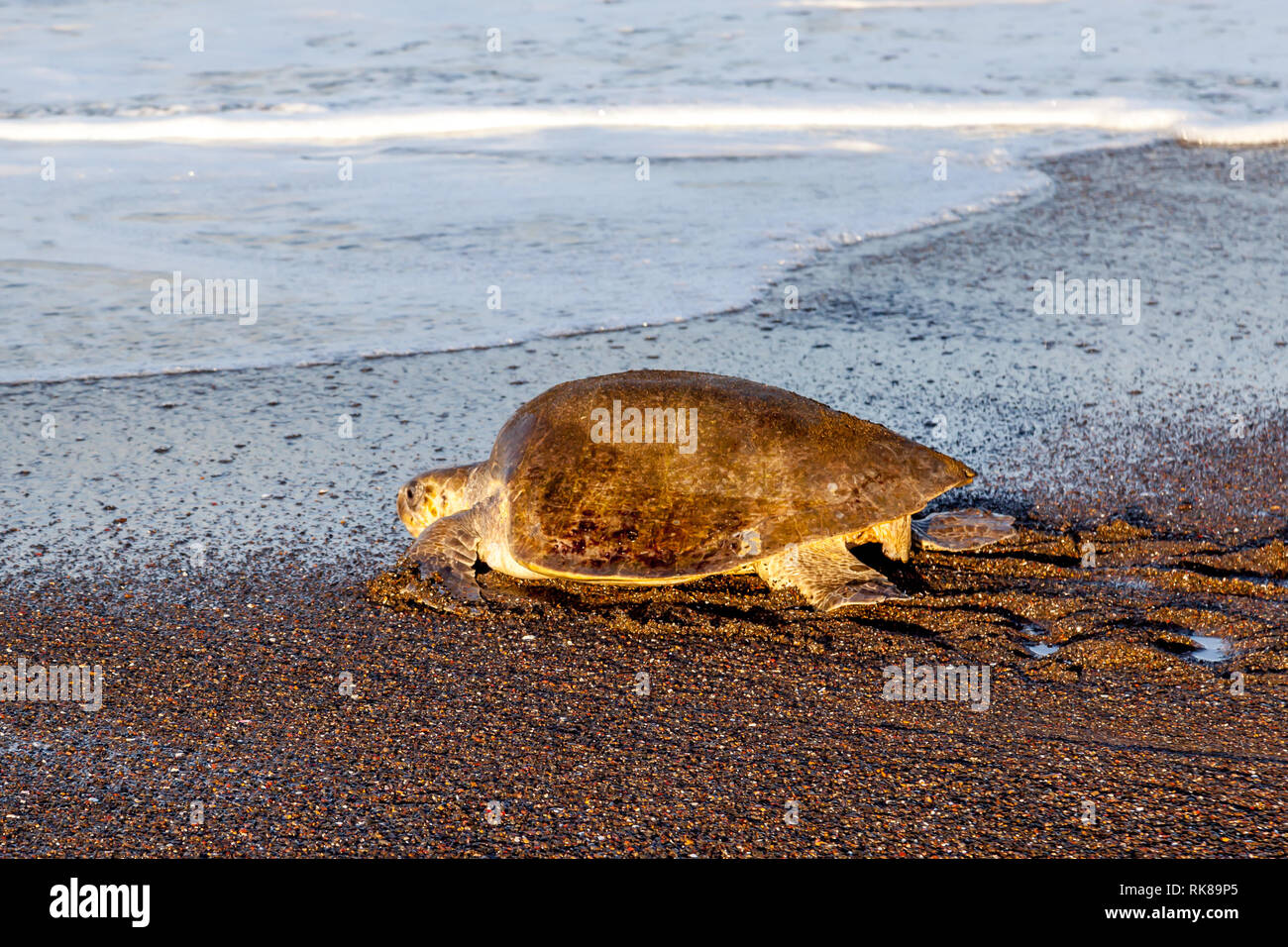 Eine Olive Ridley Sea turtle Zurück zum Meer nach der Eiablage am Strand morgens in Ostional Wildlife Refuge in Costa Rica. Stockfoto