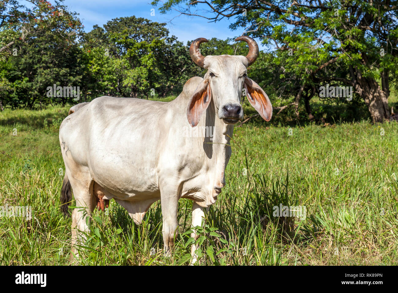 Brahman Cow And Calf Stockfotos Und Bilder Kaufen Alamy