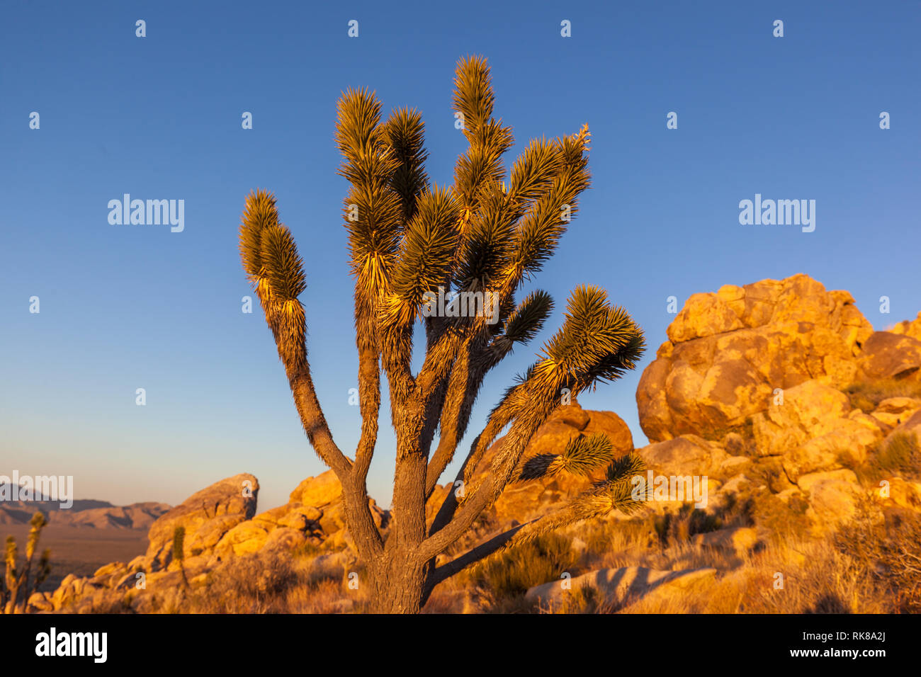 Joshua Bäume (Yucca Buergeri) bei Sonnenuntergang in Mojave National Preserve, Kalifornien Stockfoto