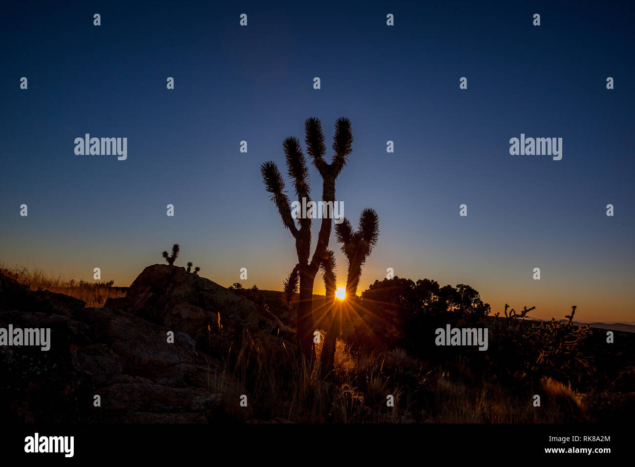 Joshua Bäume (Yucca Buergeri) bei Sonnenuntergang in Mojave National Preserve, Kalifornien Stockfoto