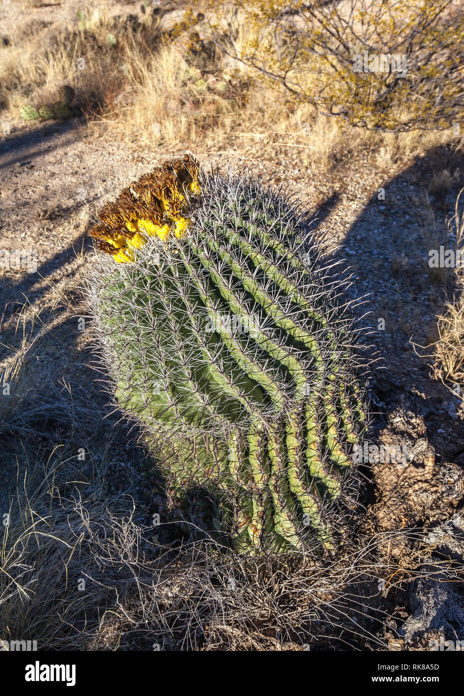 Nahaufnahme der Angelhaken barrel Kaktus (Ferocactus wislizenii,) Blühen in den Saguaro National Park in Tucson, Arizona Stockfoto