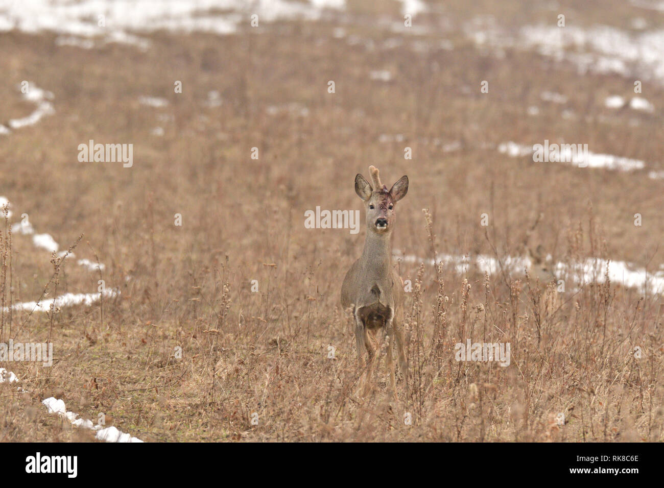 Junge kleine Rehe mit einem Geweih und blutigen Kopf camouflage Natur Stockfoto