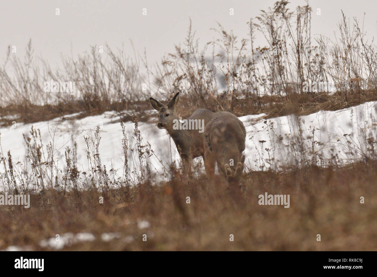 Junge kleine Rehe mit einem Geweih und blutigen Kopf camouflage Natur Stockfoto