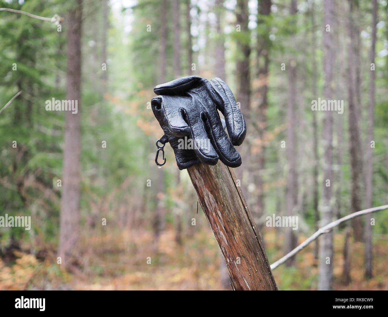 Verlorene Handschuh in der Nähe von einem Wald Trail Stockfoto