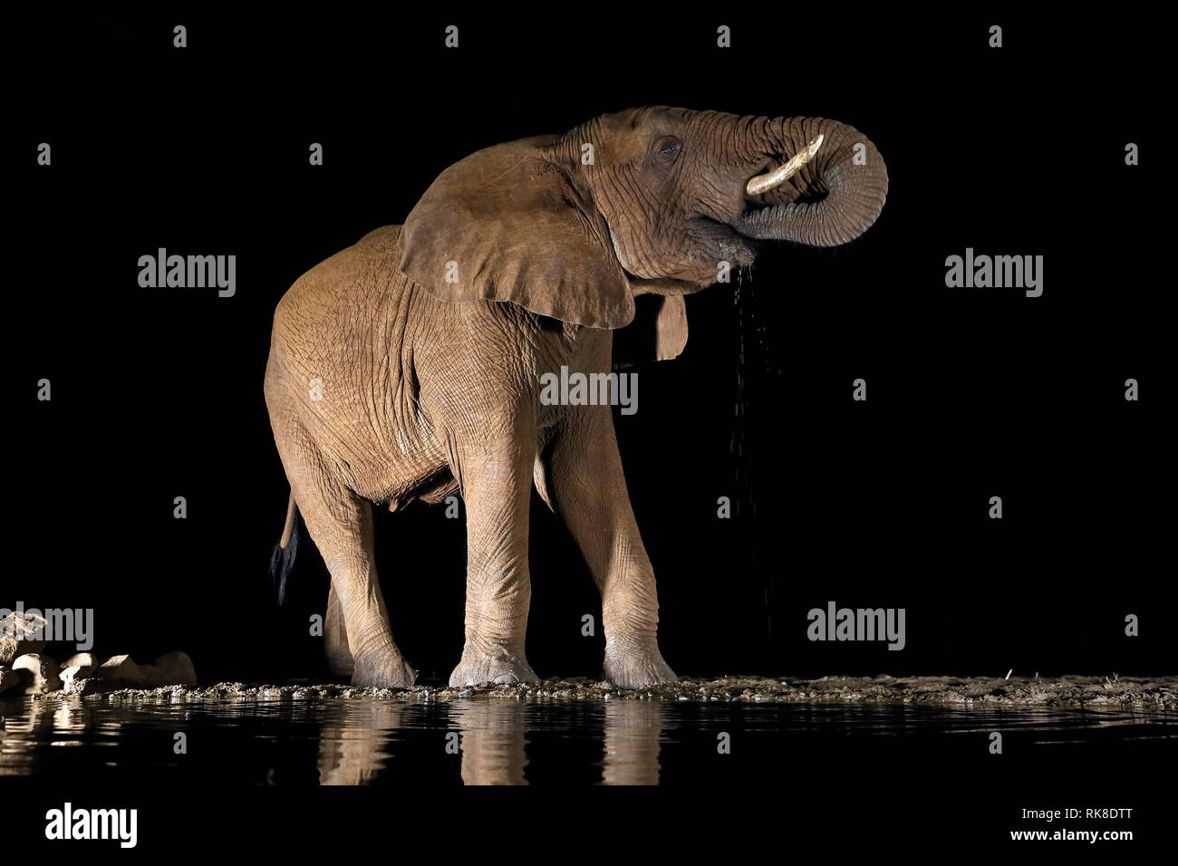 Ein Afrikanischer Elefant Getränke in der Nacht in der Nähe von einem Pool von Wasser in der Savanne Stockfoto