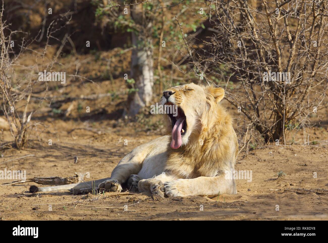 Auf dem Boden der Savanne, ein männlicher Löwe gähnt seine kraftvollen Zähne Stockfoto