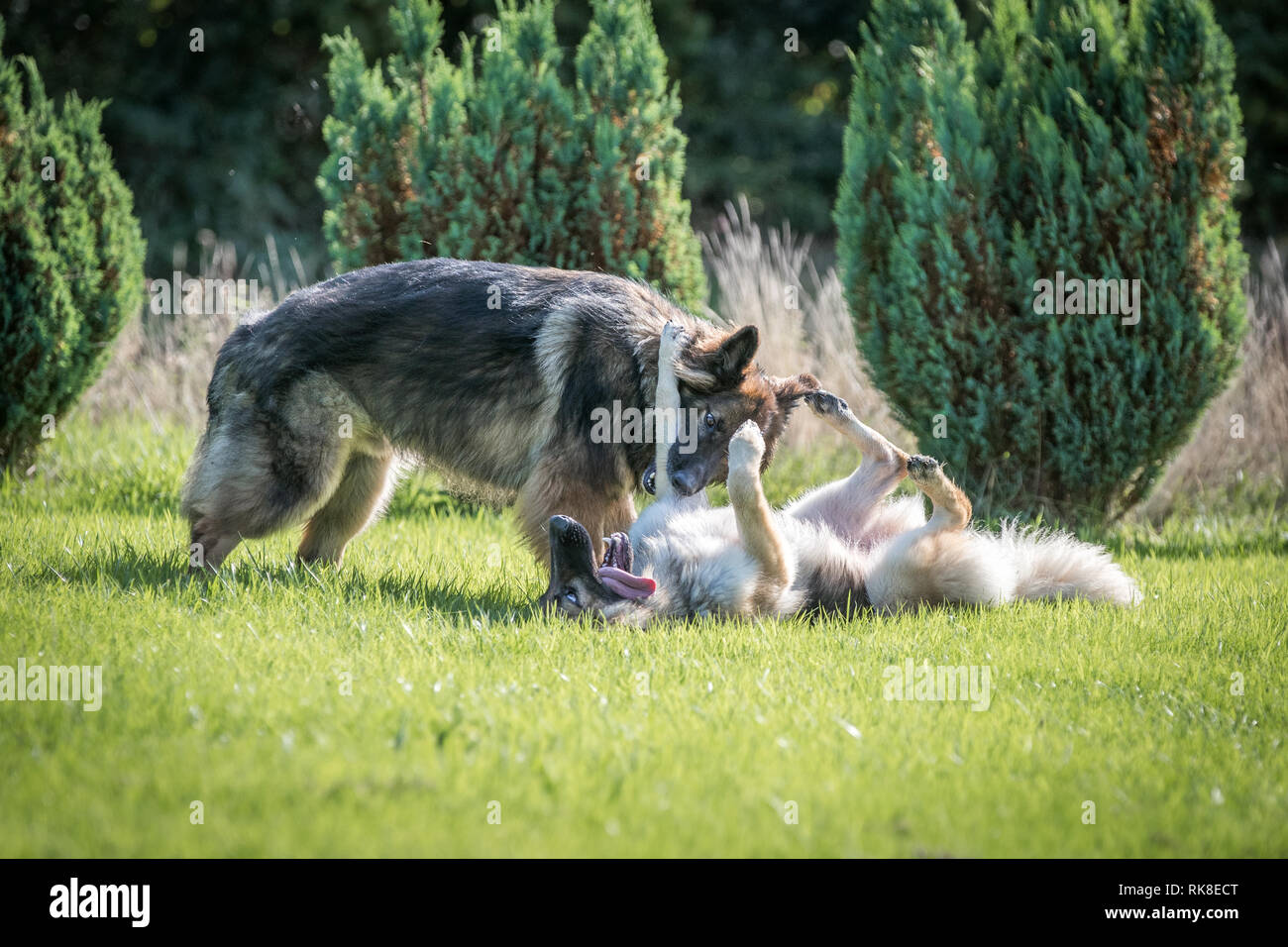 Paar Deutsche Schäferhunde spielen gegeneinander kämpfen, ist man vorsichtig beißen, die den anderen vorderen Bein. Man ist auf dem Rücken, unterwürfig. Stockfoto