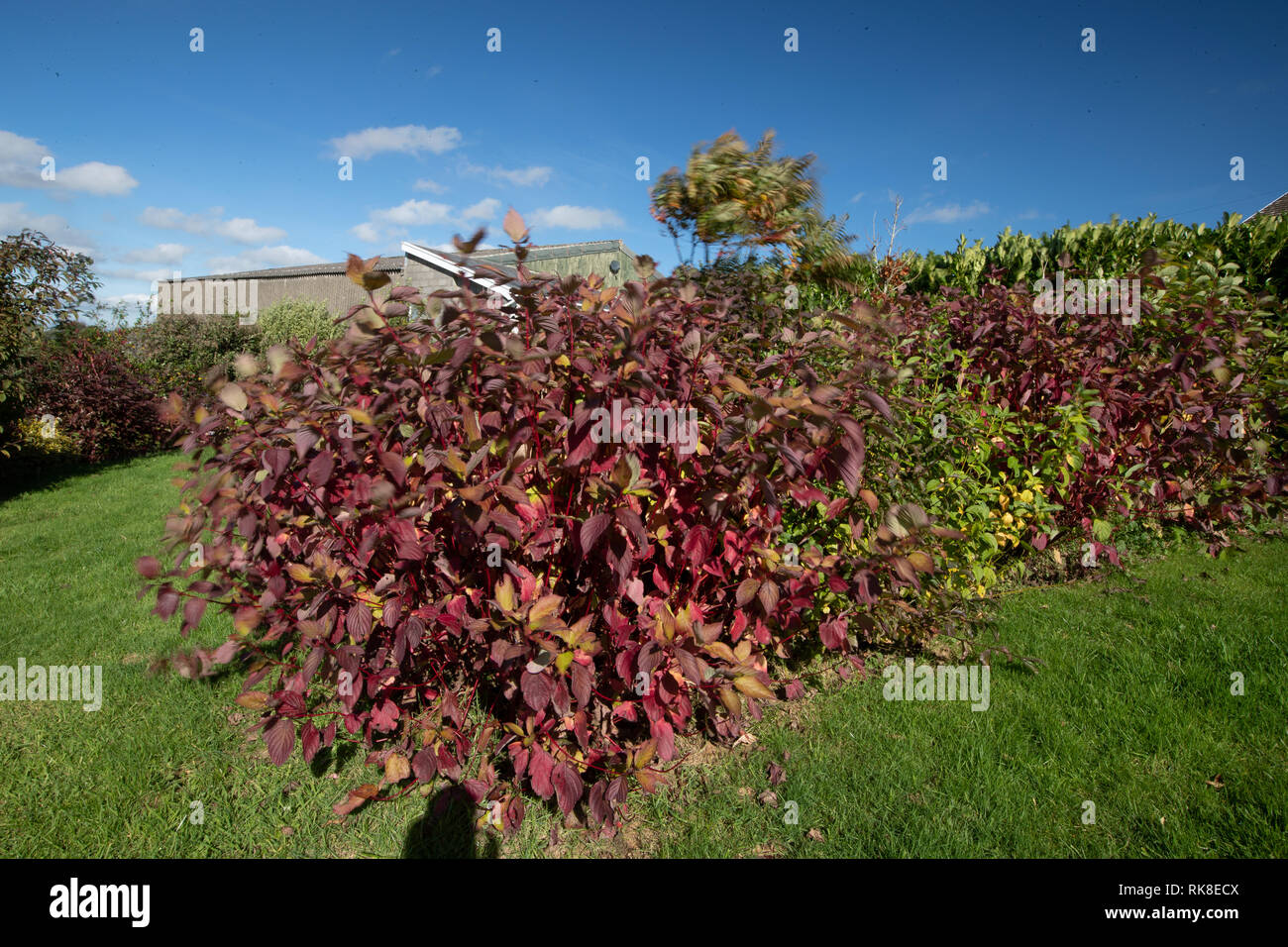 Ein windiger Tag in England im Herbst mit der Brise durch Verschieben des roten Cornus Blätter über in einem Garten. Stockfoto