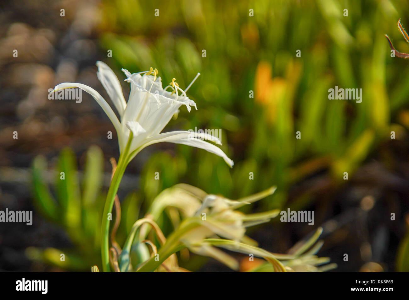 Meer Narzisse, Meer pancratium Lily (Pancratium maritimum) an der Küste des Mittelmeers, Israel im September Stockfoto