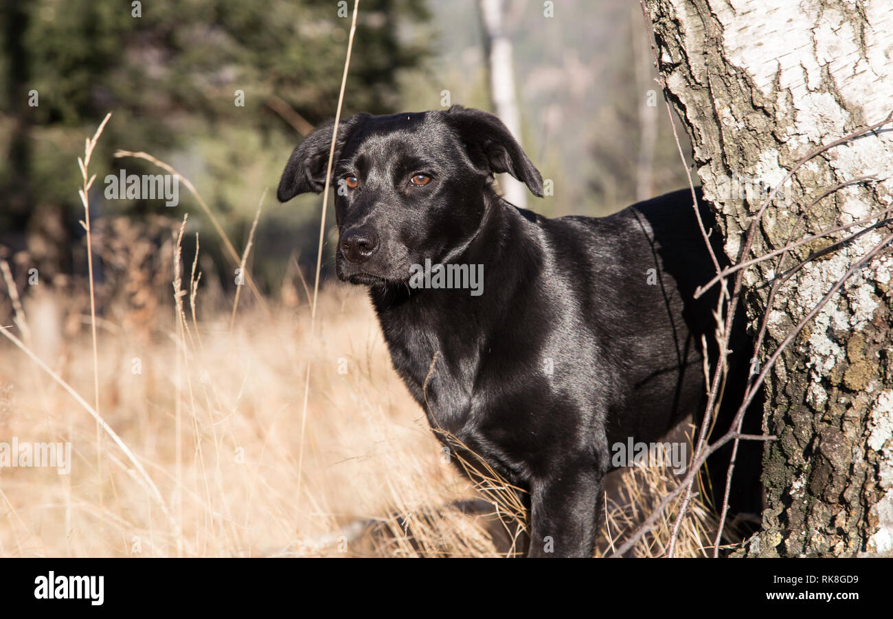 Schwarz cute smile Labrador Retriever Welpen auf dem Berg Hintergrund Stockfoto