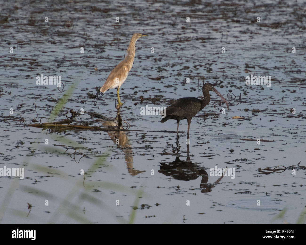 Glossy ibis Plegadis falcinellus Wild Bird stand am Ufer Marschland mit Gras Schilf im Vordergrund und squacco Heron ardeola ralloides Stockfoto