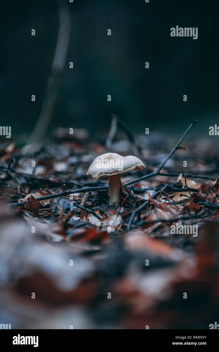 Herbst Pilze mit Lamellen Stockfoto