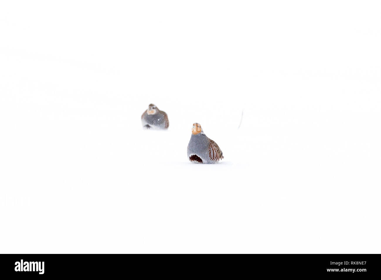 Ein paar Rebhuhn (Perdix perdix) in einem Feld schneit im Winter. Stockfoto
