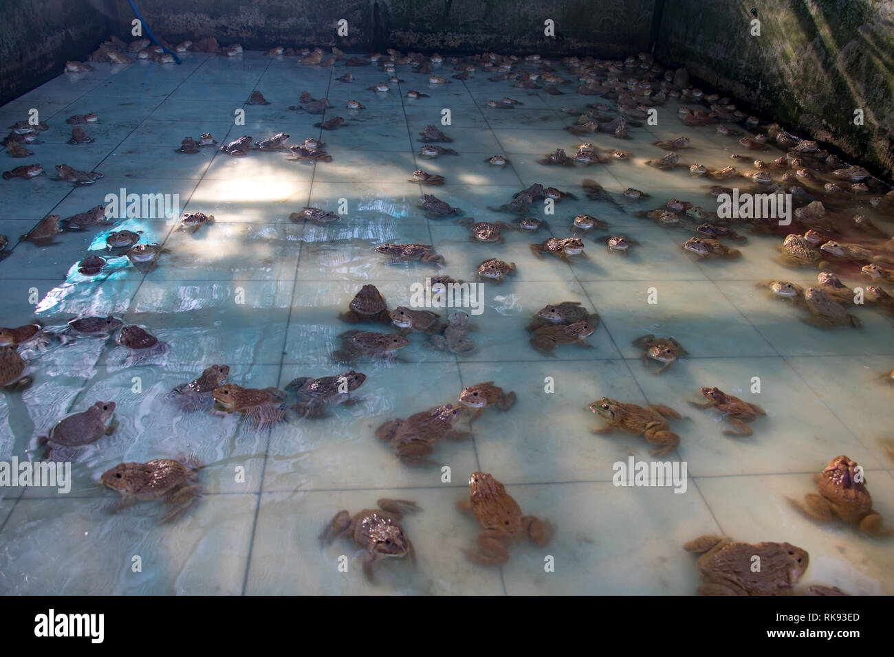 Zucht Frösche in einem Wasserbehälter, Thailand Stockfoto