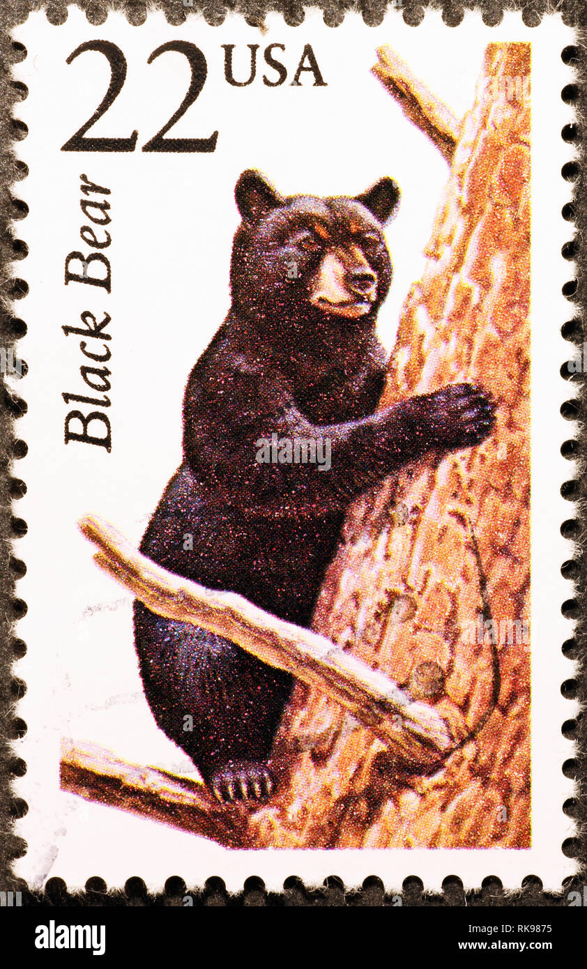 Black Bear auf amerikanische Briefmarke Stockfoto