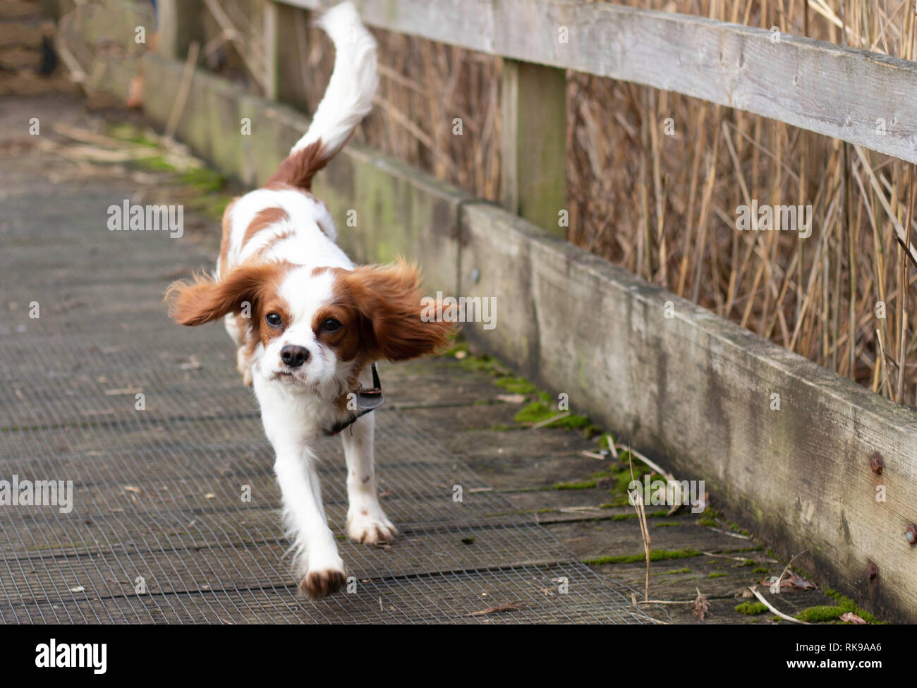 Ein blenheim Cavalier King Charles Spaniel Welpen, die auf einem Holzsteg mit Ohren flattern Stockfoto