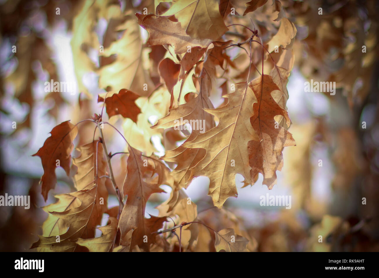 Blätter im Herbst Stockfoto