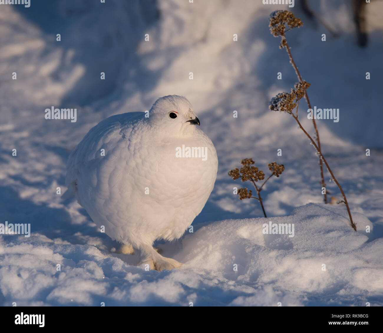 Ein Willow ptarmigan Spaziergänge unter den Schnee und gemeinsamen Schafgarbe in Yellowknife, Nordwest-Territorien, Kanada. Stockfoto