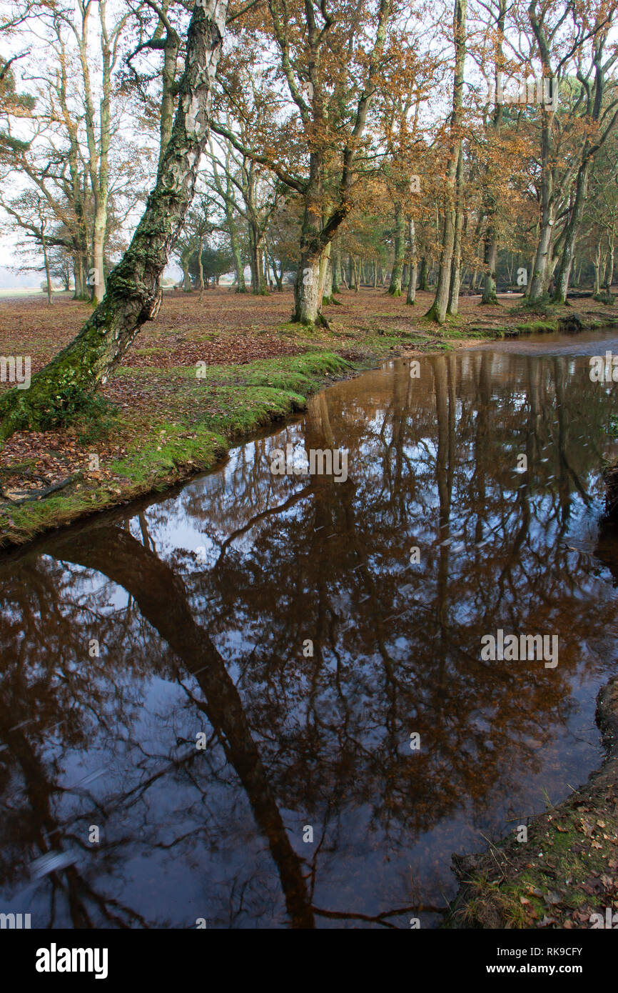 Eiche Wald und Ober Wasser stream New Forest National Park Hampshire England Stockfoto