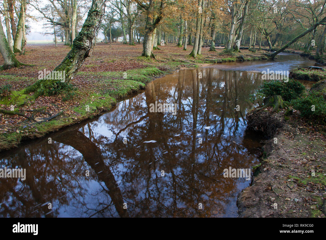 Eiche Wald und Ober Wasser stream New Forest National Park Hampshire England Stockfoto