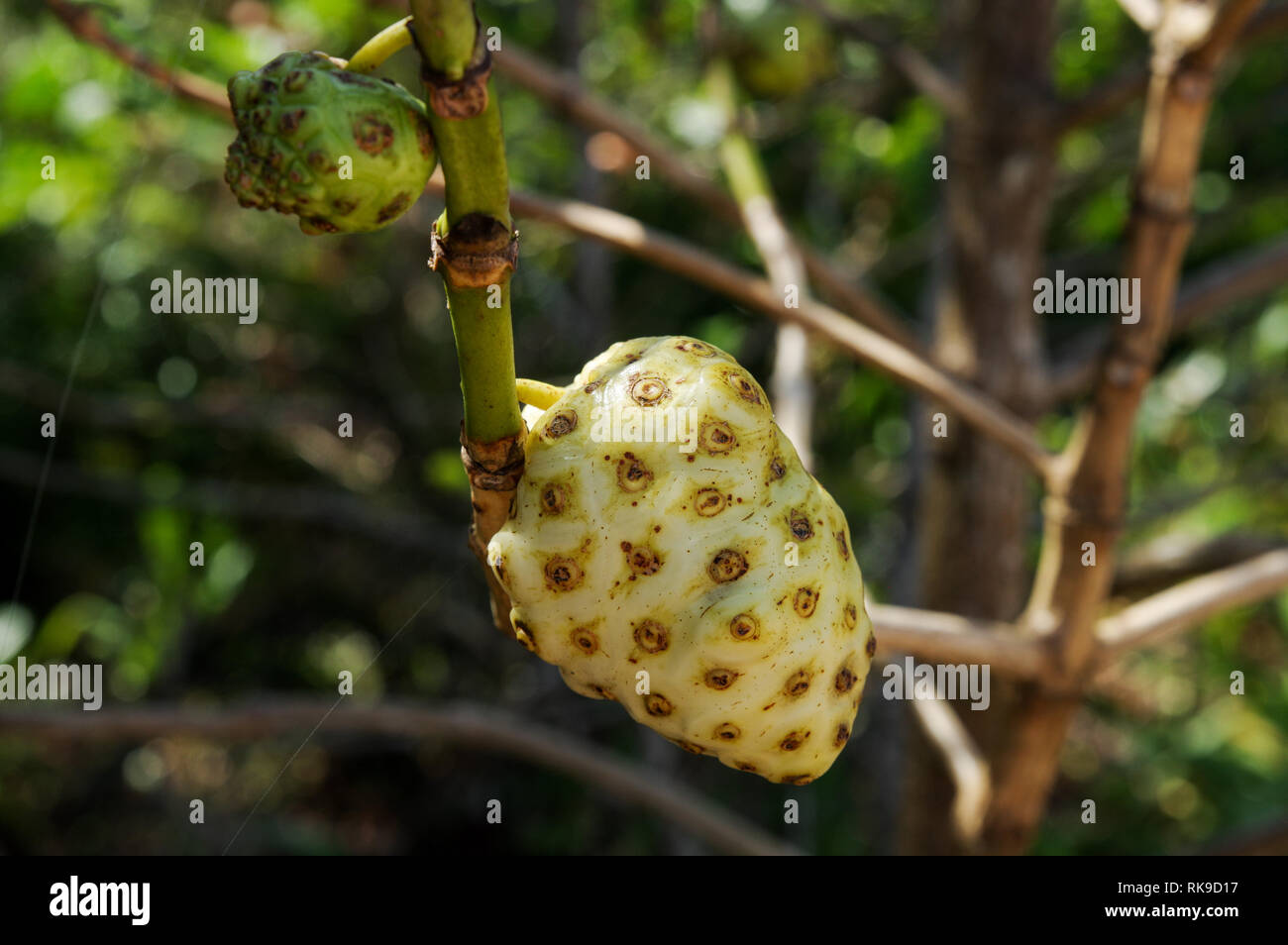 Noni Frucht wächst auf einem morinda citrifolia Baum in Bocas del Toro, Panama Stockfoto