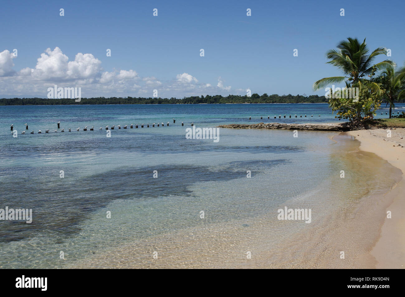 Wunderschöne Küste rund um Playa Boca Del Drago auf Isla Colon-Archipel Bocas del Toro, Panama Stockfoto