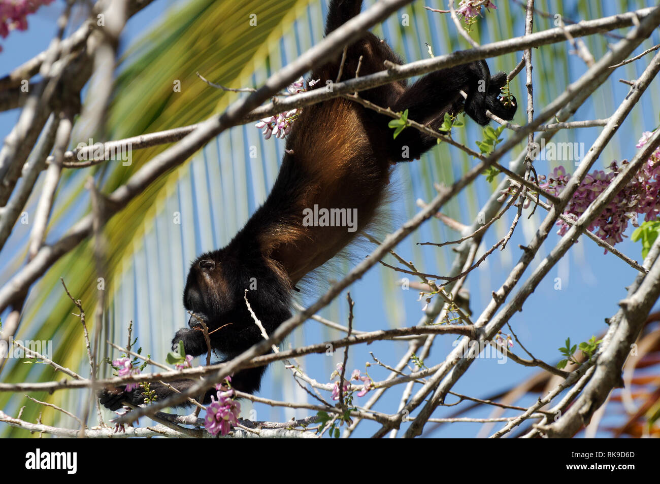 Brüllaffe Fütterung auf rosa Blüten einer Akazie - Bocas del Toro, Panama Stockfoto