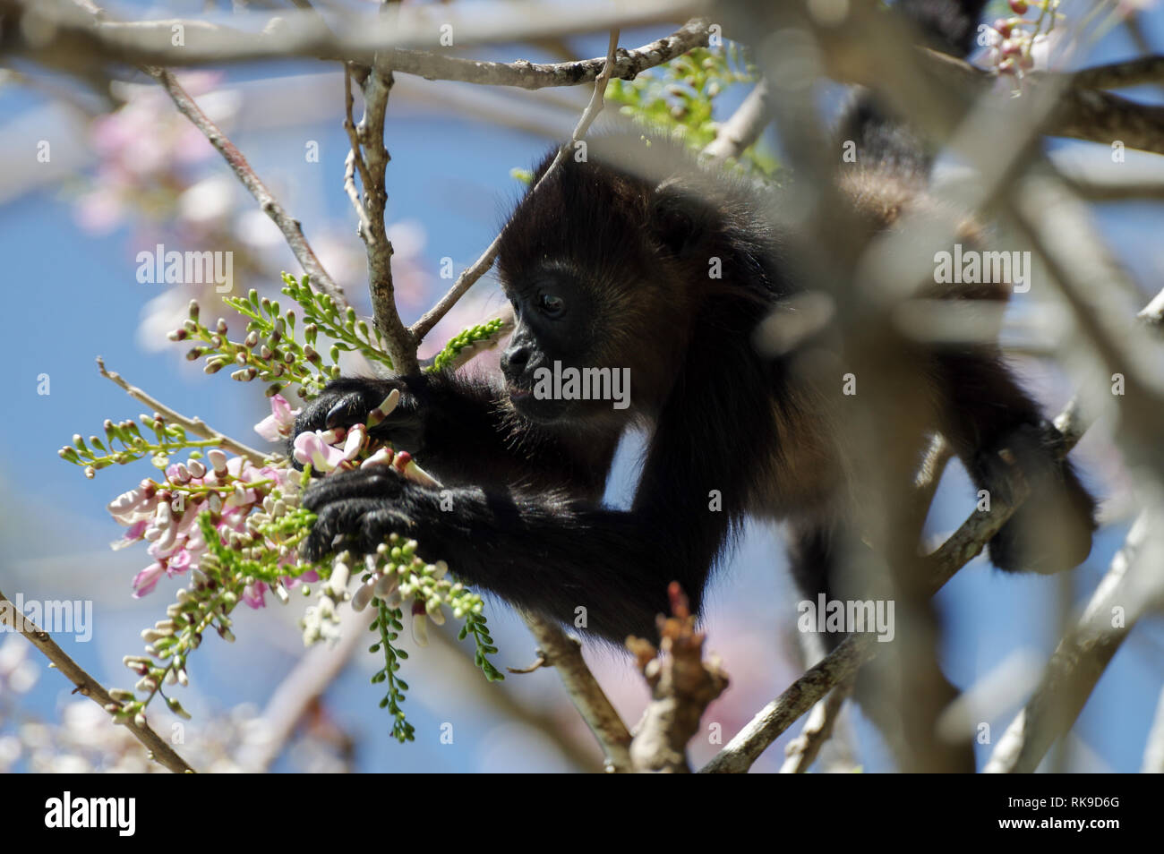 Brüllaffe Fütterung auf rosa Blüten einer Akazie - Bocas del Toro, Panama Stockfoto