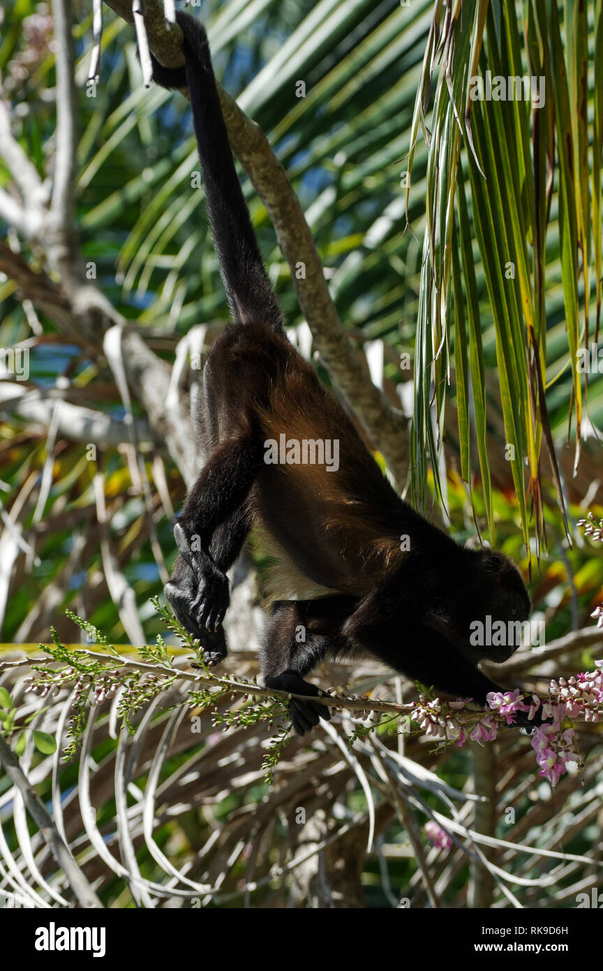 Brüllaffe Fütterung auf rosa Blüten einer Akazie - Bocas del Toro, Panama Stockfoto