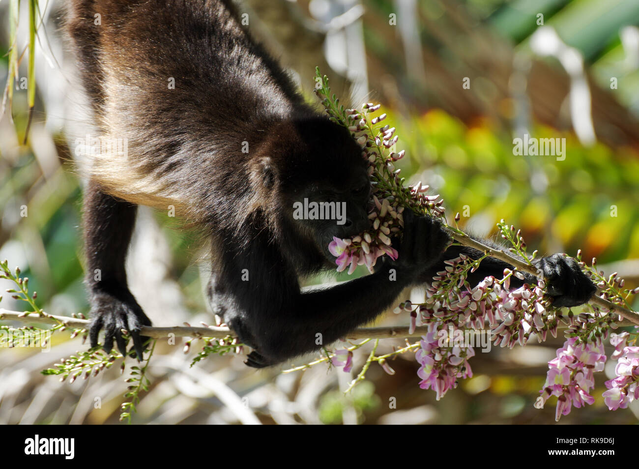 Brüllaffe Fütterung auf rosa Blüten einer Akazie - Bocas del Toro, Panama Stockfoto